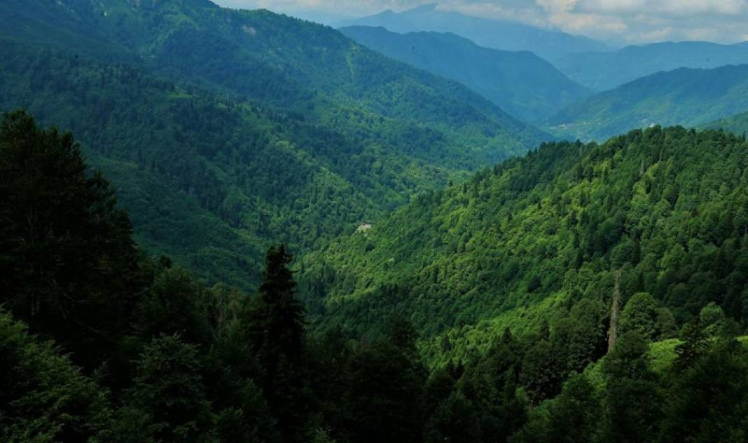 Tam 27 ilde resmen yasaklandı! Ormanlara giremeyeceksiniz - Resim: 15